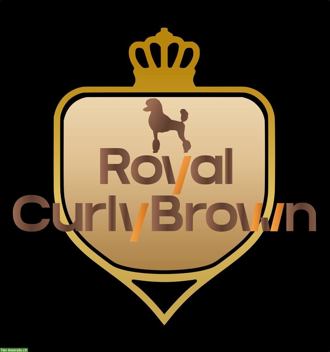 Großpudel / Königspudel / Standardpudel in braun mit Papieren