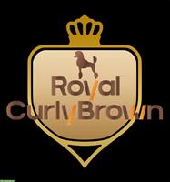 Großpudel / Königspudel / Standardpudel in braun mit Papieren