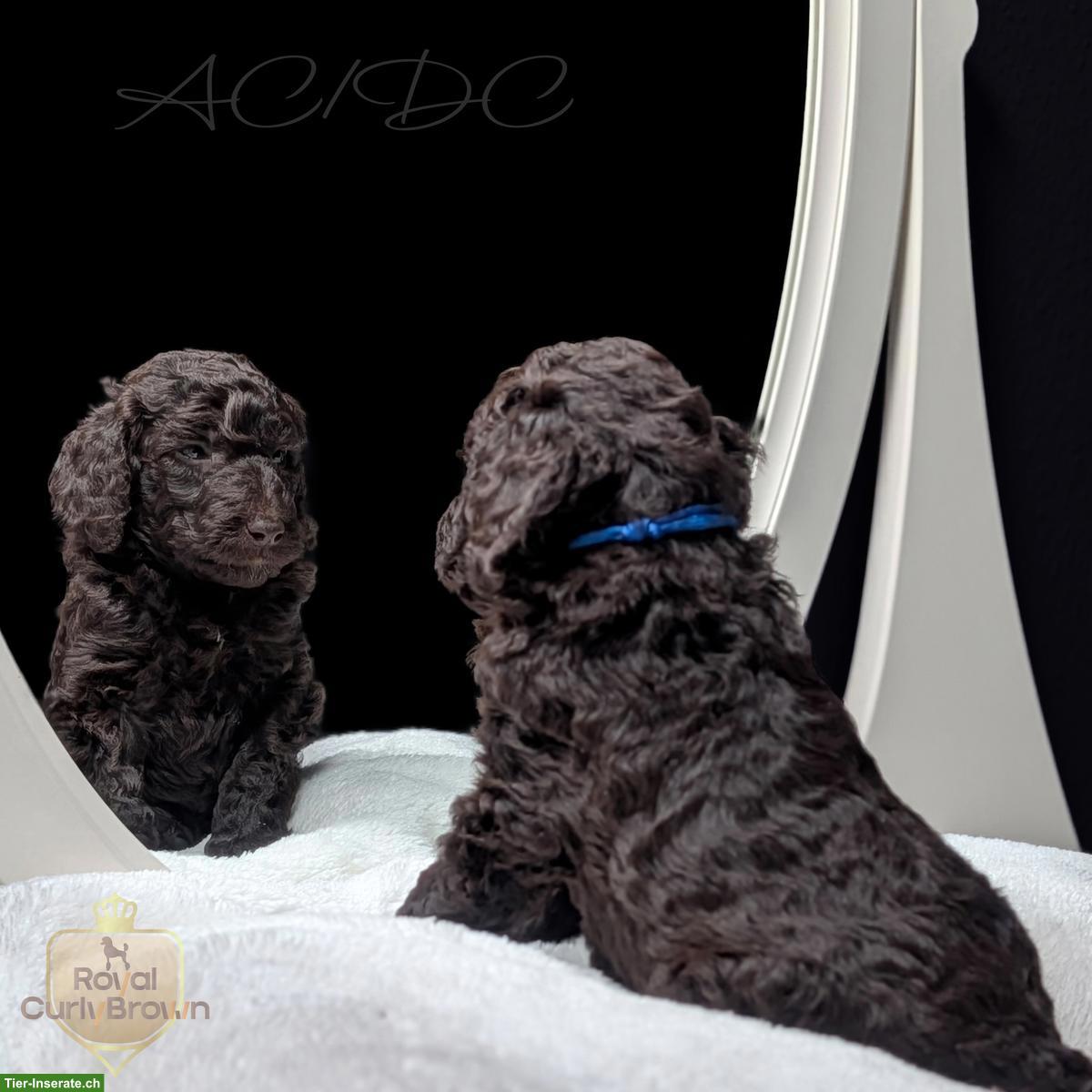 Bild 2: Großpudel / Königspudel / Standardpudel in braun mit Papieren