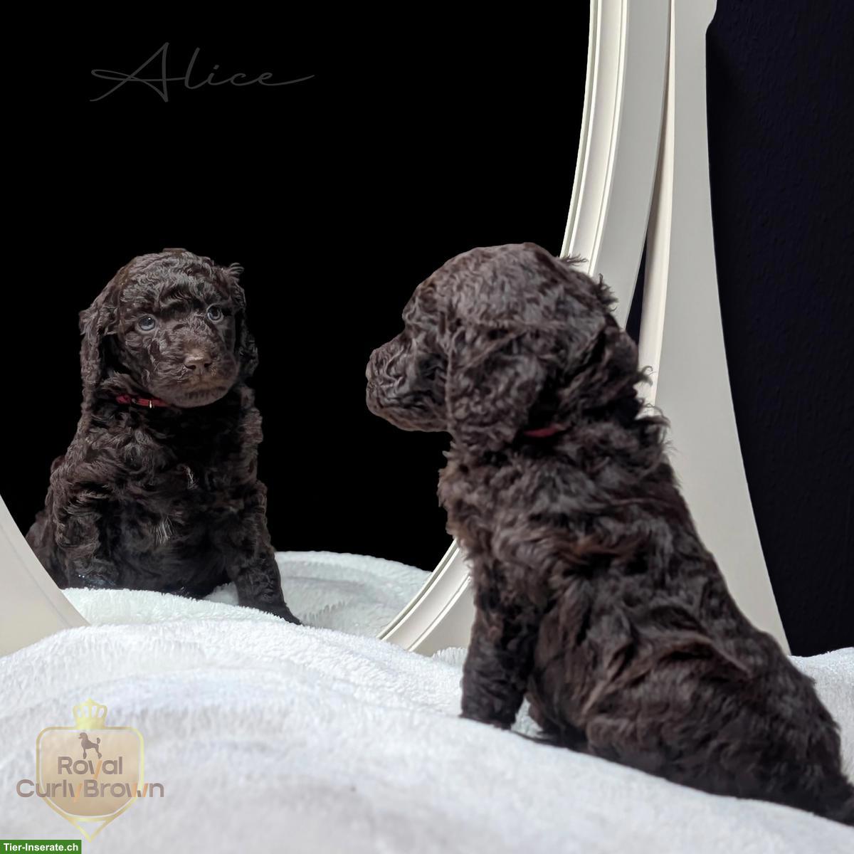 Bild 3: Großpudel / Königspudel / Standardpudel in braun mit Papieren