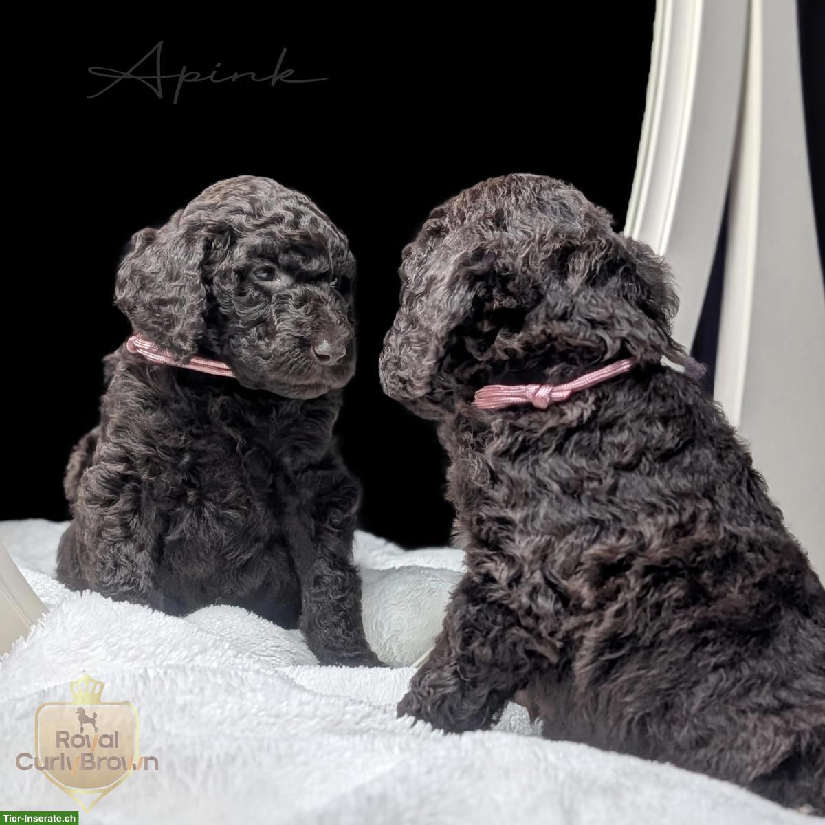 Bild 4: Großpudel / Königspudel / Standardpudel in braun mit Papieren