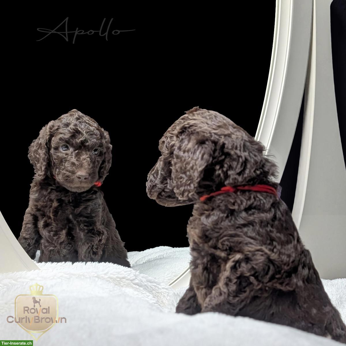 Bild 5: Großpudel / Königspudel / Standardpudel in braun mit Papieren