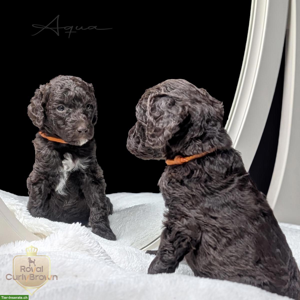 Bild 6: Großpudel / Königspudel / Standardpudel in braun mit Papieren