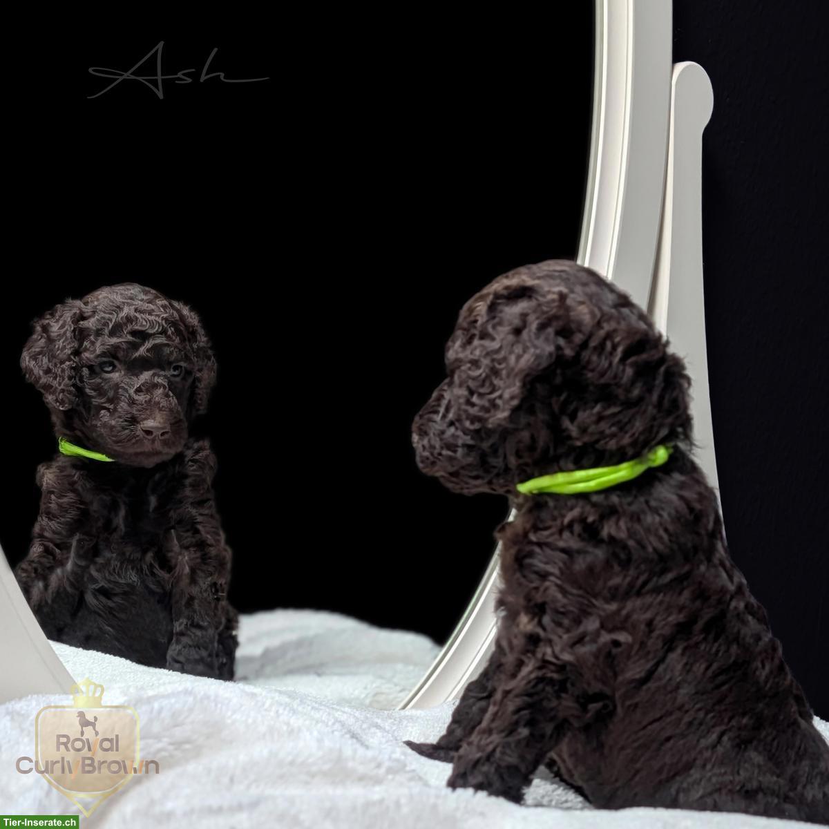 Bild 7: Großpudel / Königspudel / Standardpudel in braun mit Papieren