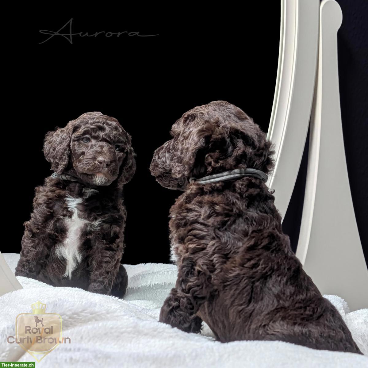 Bild 8: Großpudel / Königspudel / Standardpudel in braun mit Papieren