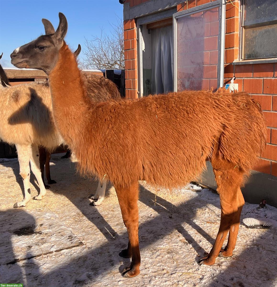 Lama Classic Hengste, Wallache, Stuten