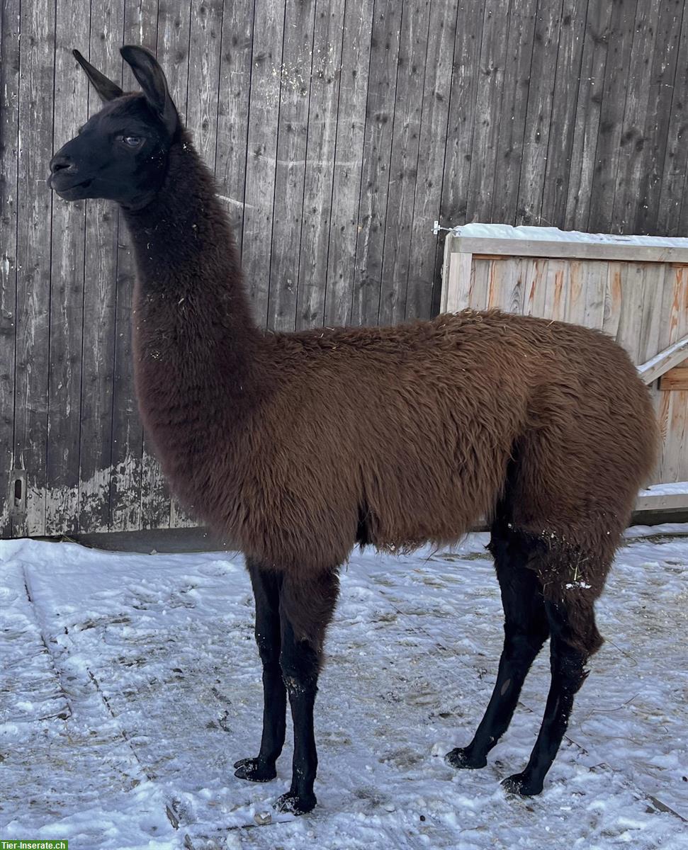 Bild 2: Lama Classic Hengste, Wallache, Stuten