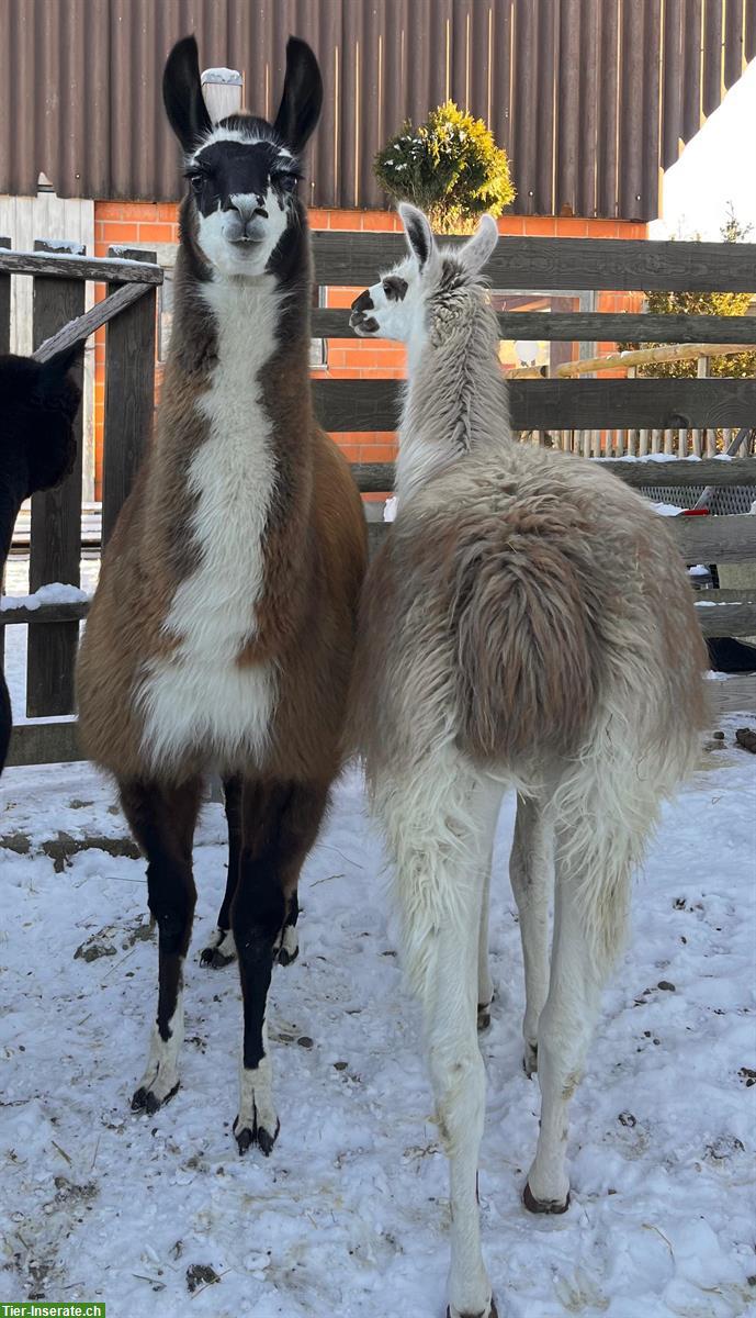 Bild 3: Lama Classic Hengste, Wallache, Stuten