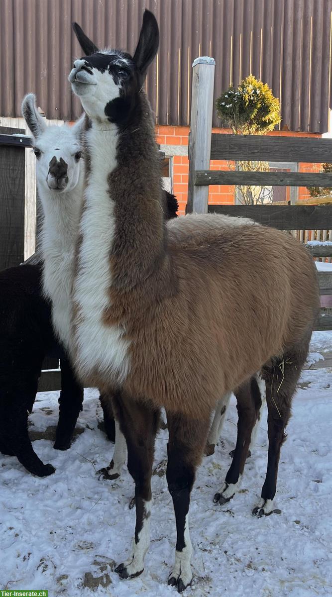 Bild 4: Lama Classic Hengste, Wallache, Stuten