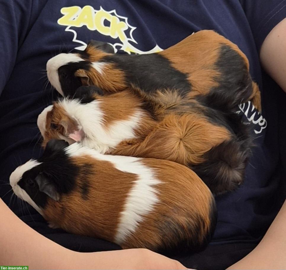 3 zahme Meerschweinchen abzugeben, 2 Weibchen & 1 Männchen
