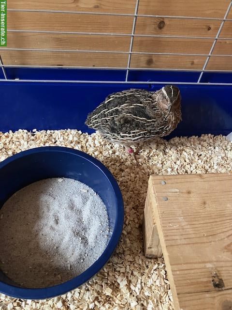 2 Wachtelhähne suchen grosse Hennengruppe