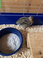 2 Wachtelhähne suchen grosse Hennengruppe