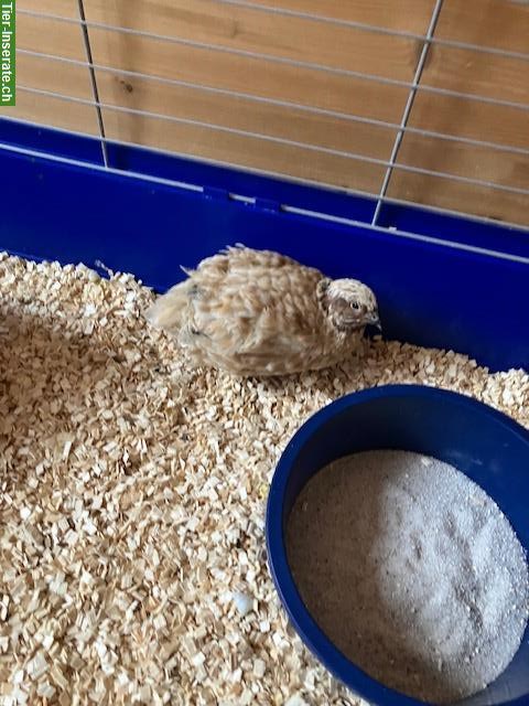 Bild 2: 2 Wachtelhähne suchen grosse Hennengruppe