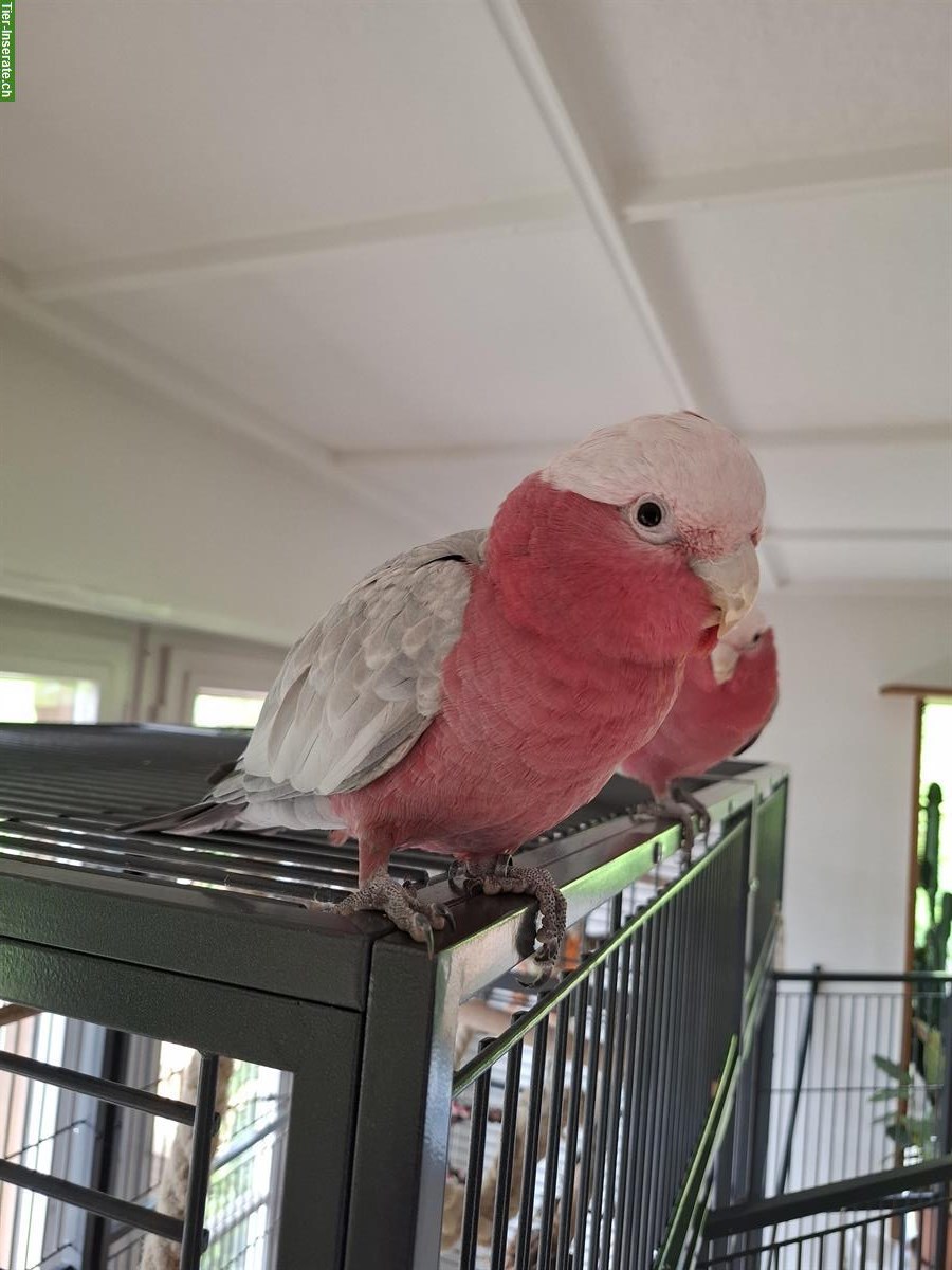 3 Rosakakadus suchen liebevolles neues Zuhause