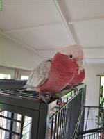 3 Rosakakadus suchen liebevolles neues Zuhause