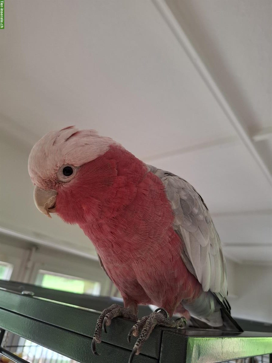 Bild 2: 3 Rosakakadus suchen liebevolles neues Zuhause