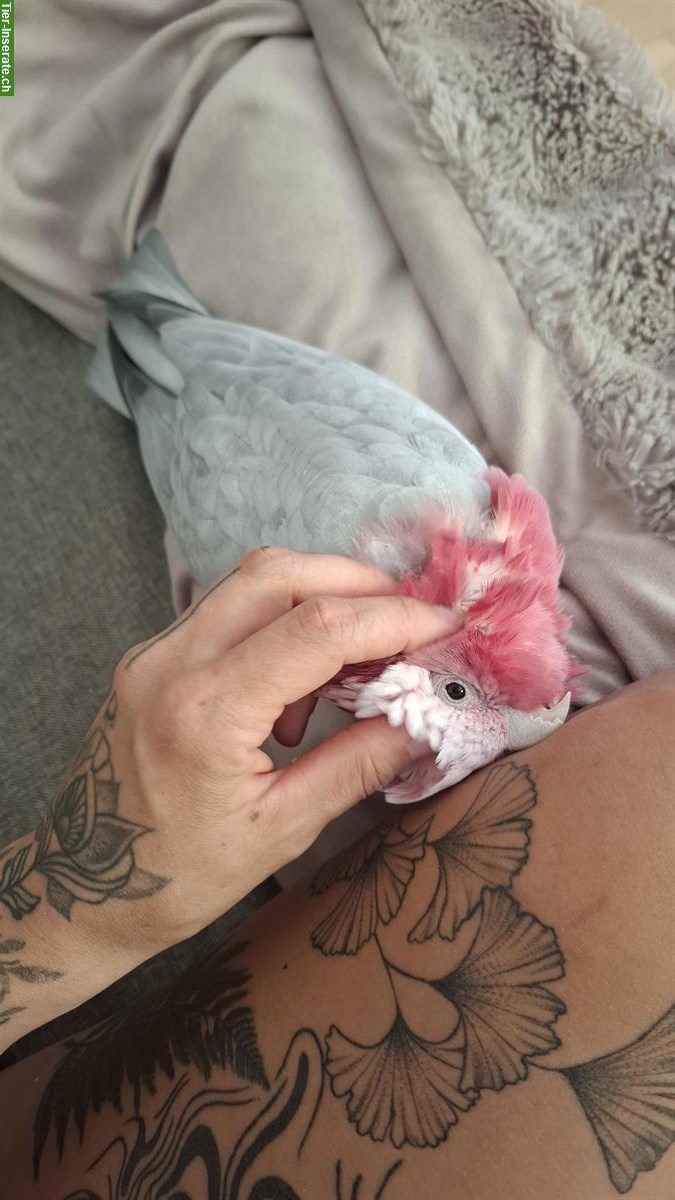 Bild 3: 3 Rosakakadus suchen liebevolles neues Zuhause