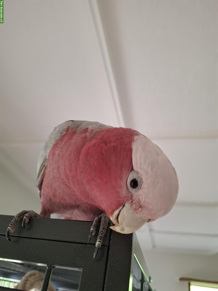 Bild 4: 3 Rosakakadus suchen liebevolles neues Zuhause