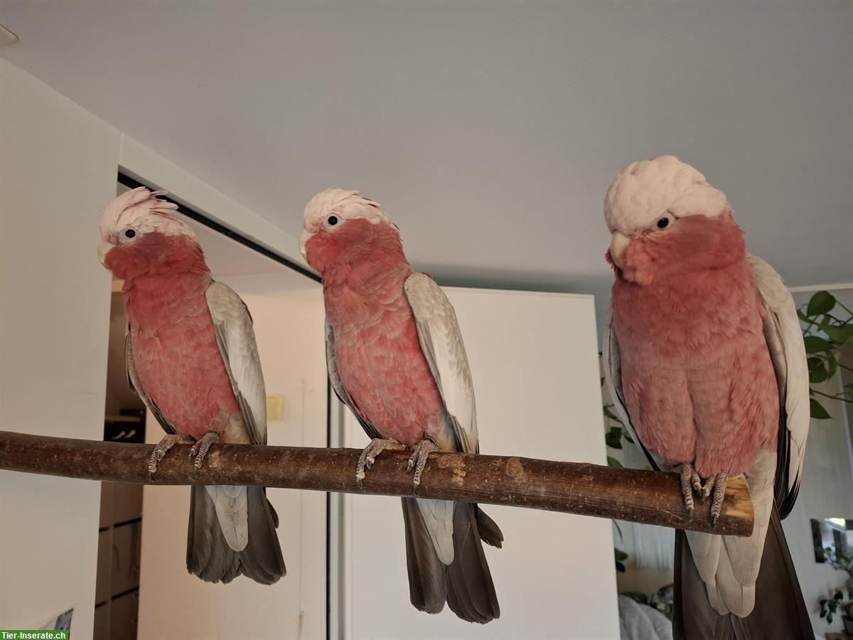 Bild 5: 3 Rosakakadus suchen liebevolles neues Zuhause