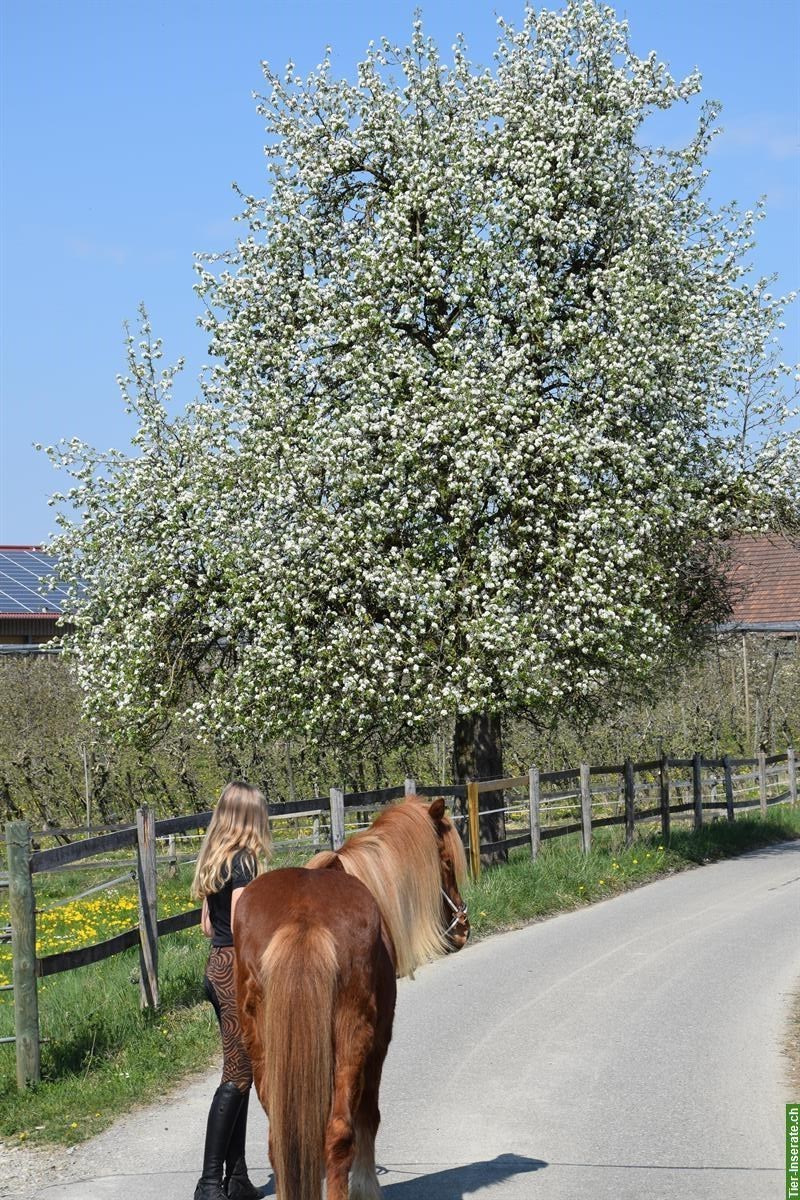 Reitkurs 14.-15. März mit Theresa Kleer