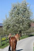 Reitkurs 14.-15. März mit Theresa Kleer