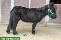 Pony Stute 22-jährig & Pony Wallach 24-jährig