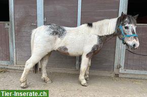 Bild 2: Pony Stute 22-jährig & Pony Wallach 24-jährig