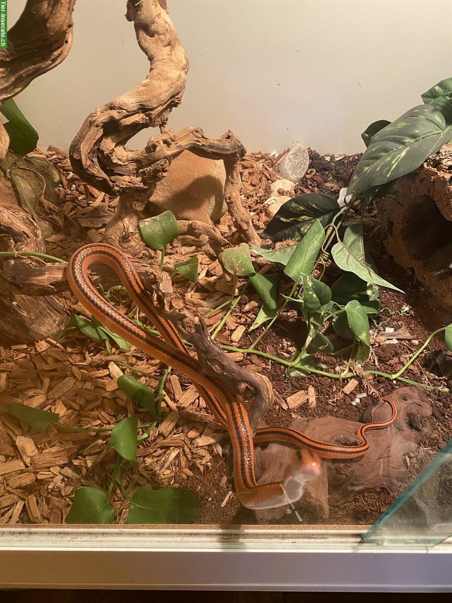 Thailändische Rote Bambusnatter mit Terrarium