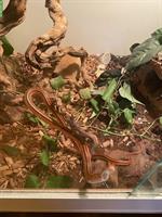 Thailändische Rote Bambusnatter mit Terrarium