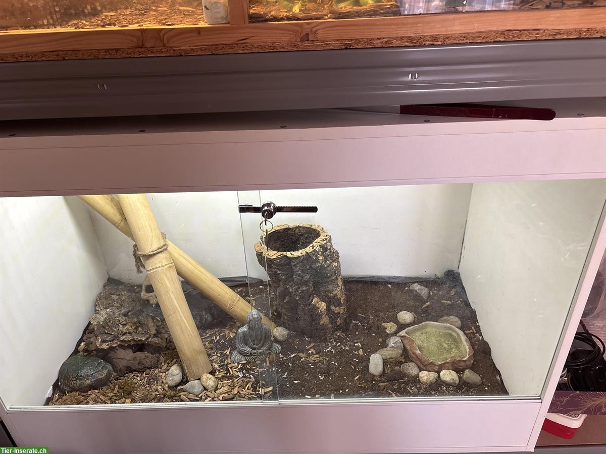 Bild 2: Thailändische Rote Bambusnatter mit Terrarium