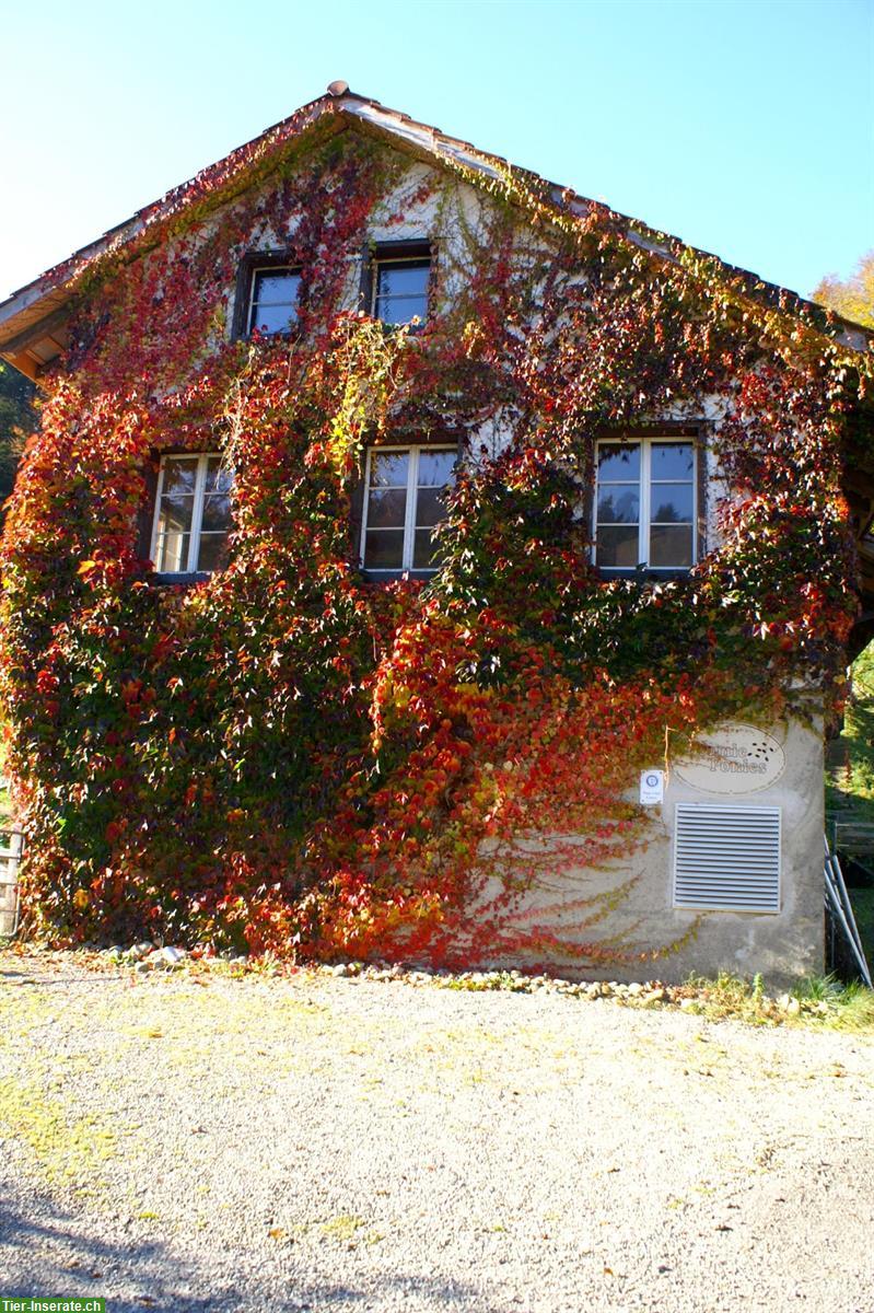 Bild 2: Verkauf: Bauernhaus ideal für hobbymässige Pferdehaltung