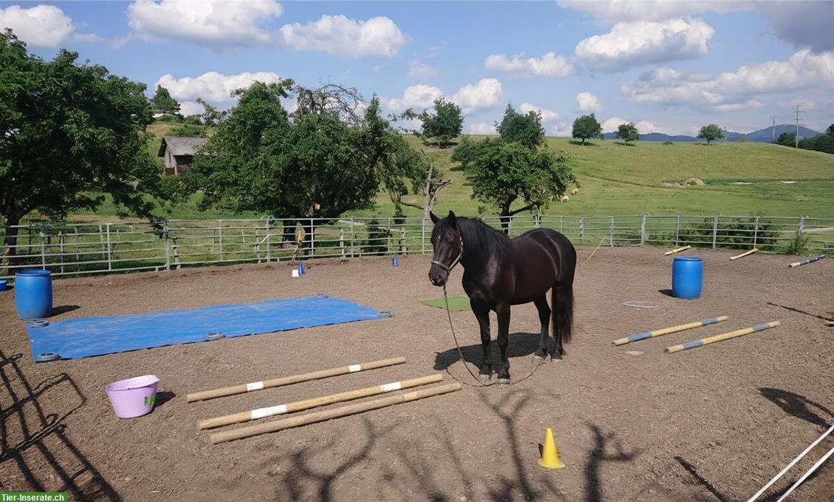 Bodenarbeit mobil, freie Plätze ab März 🐴