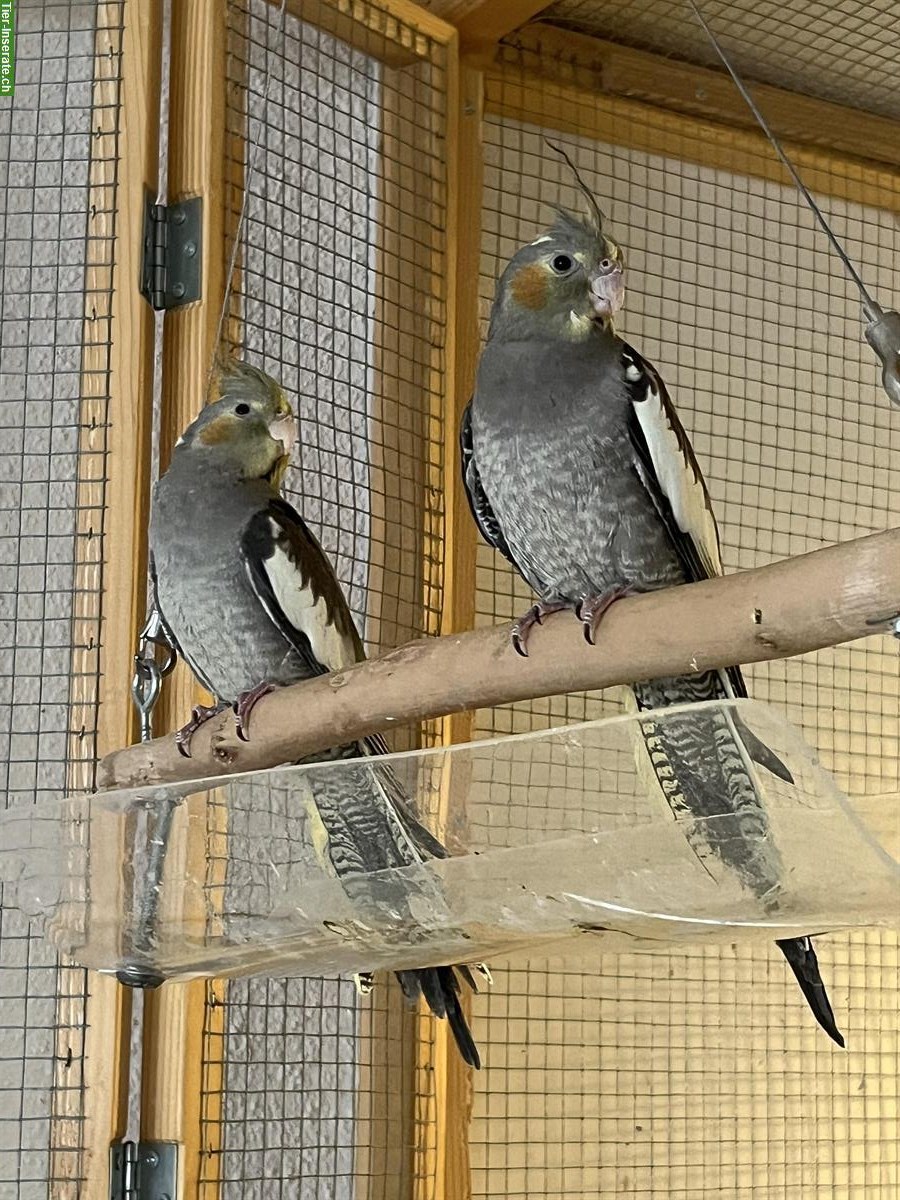 Junge Nymphensittiche zu verkaufen