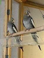 Junge Nymphensittiche zu verkaufen