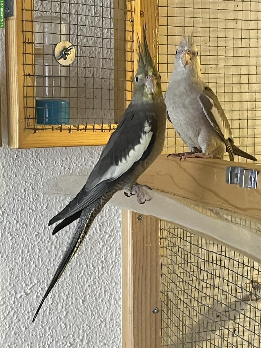 Bild 2: Junge Nymphensittiche zu verkaufen