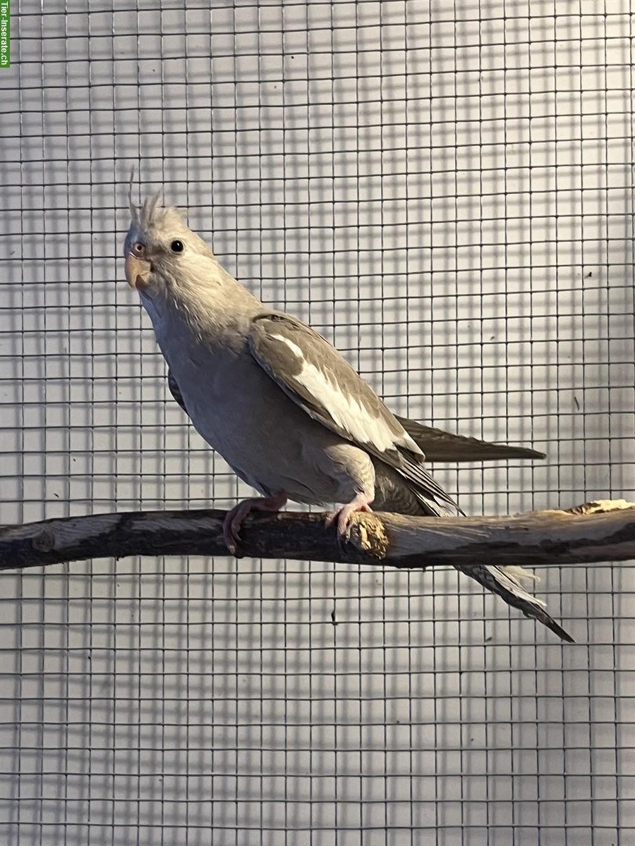 Bild 3: Junge Nymphensittiche zu verkaufen