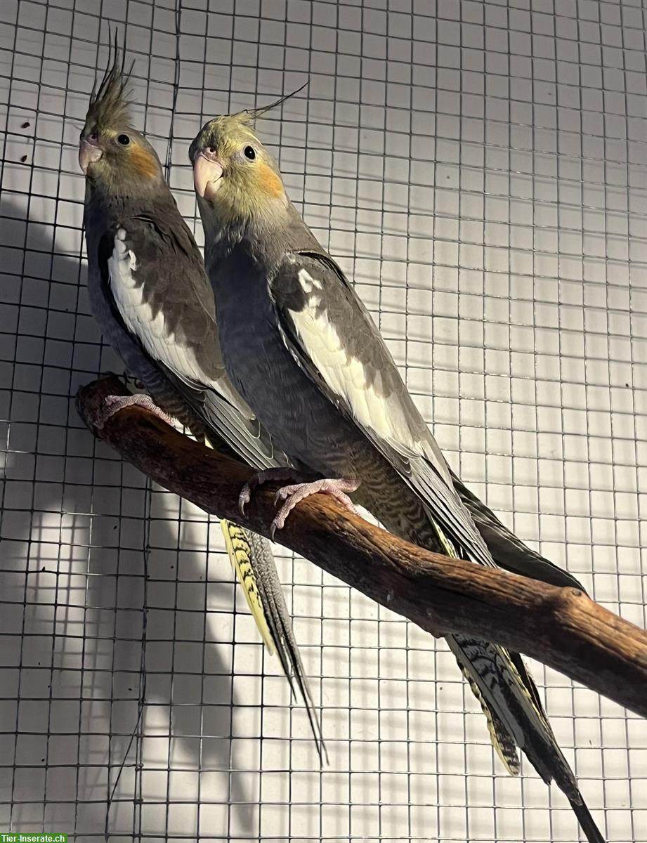 Bild 4: Junge Nymphensittiche zu verkaufen