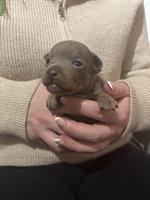 American Hairless Terrier Welpen