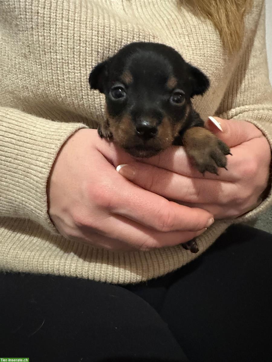 Bild 4: American Hairless Terrier Welpen