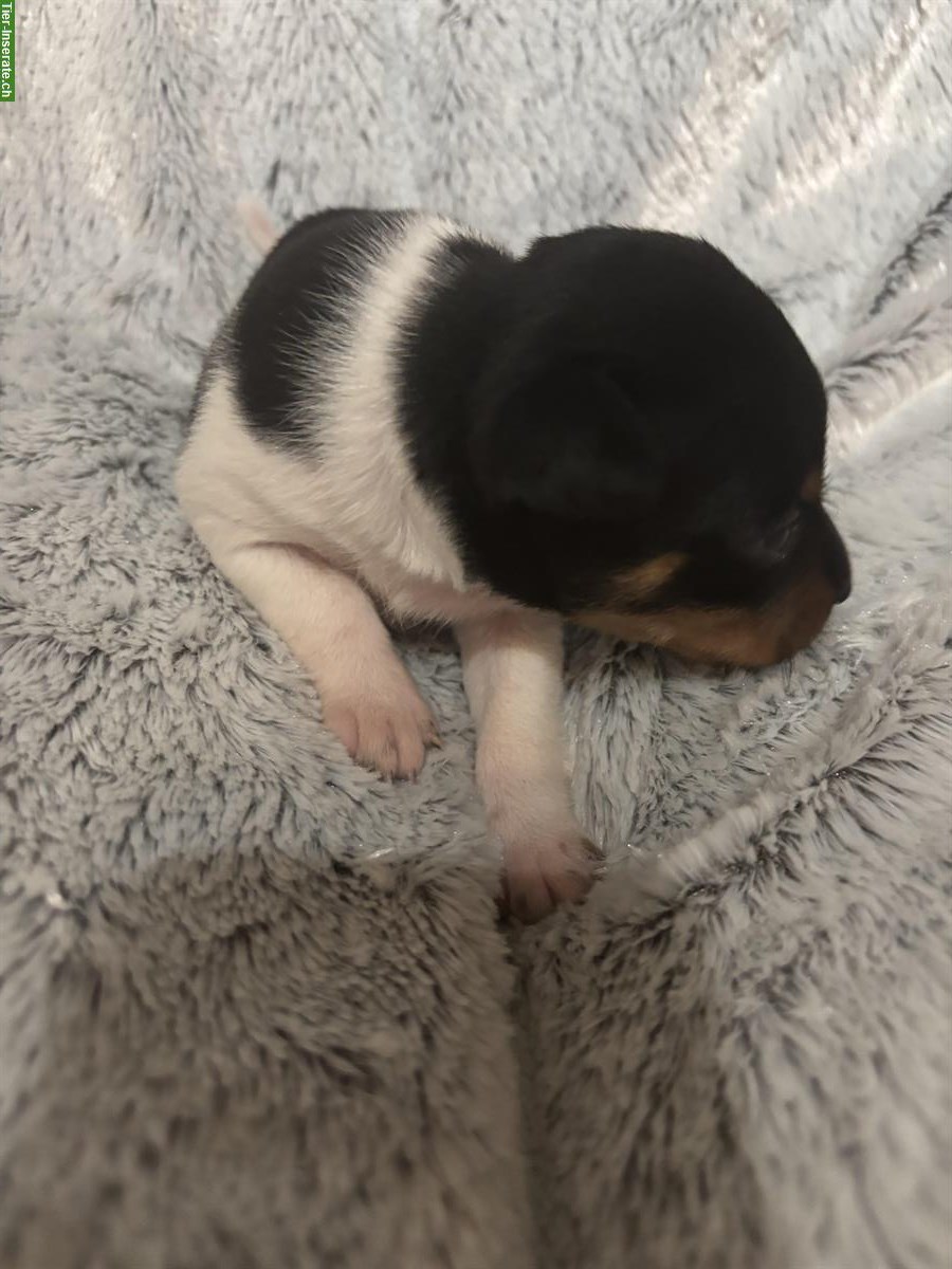 Bild 5: American Hairless Terrier Welpen