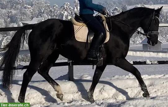 Reitbeteiligung in Hombrechtikon auf braven Sport- & Freizeitpferden
