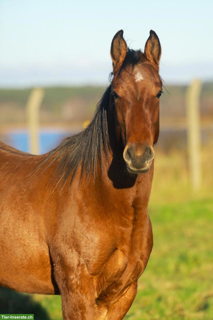 Bild 10: Reiten u. Lernen auf braven Sport- & Freizeitpferden