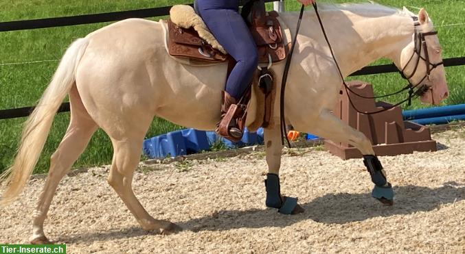 Bild 3: Reitbeteiligung in Hombrechtikon auf braven Sport- & Freizeitpferden