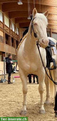 Bild 4: Reitbeteiligung in Hombrechtikon auf braven Sport- & Freizeitpferden