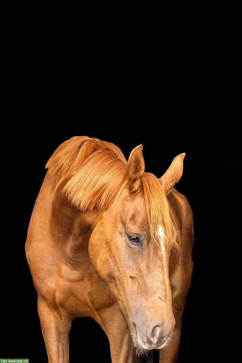 Bild 6: Reiten u. Lernen auf braven Sport- & Freizeitpferden