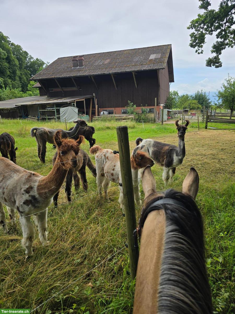 Bild 7: Reiten u. Lernen auf braven Sport- & Freizeitpferden