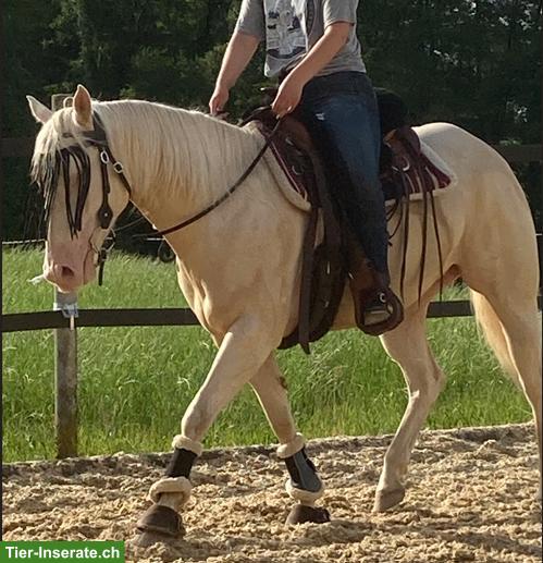 Bild 8: Reiten u. Lernen auf braven Sport- & Freizeitpferden