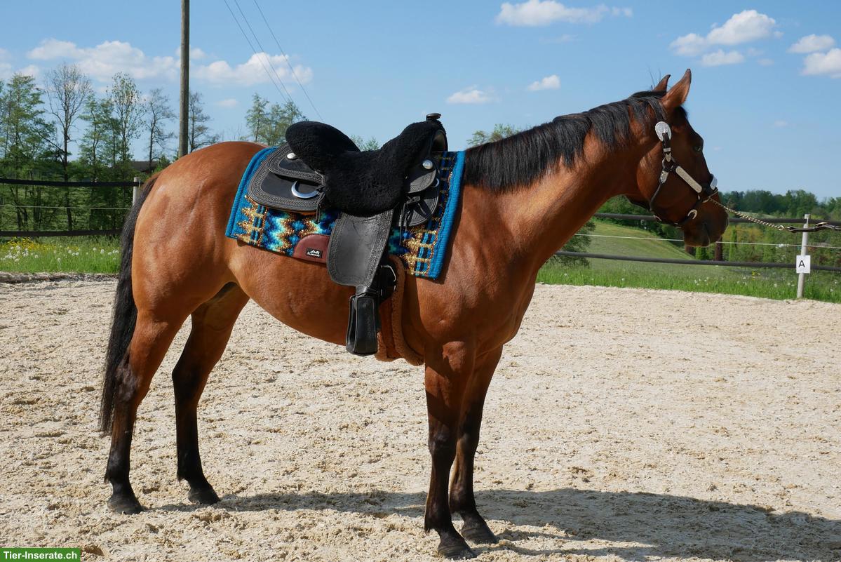 Bild 9: Reiten u. Lernen auf braven Sport- & Freizeitpferden