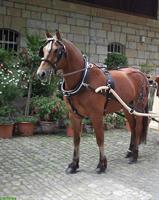 Freiberger Wallach: Fahrpferd, Beistellpferd / ans Futter