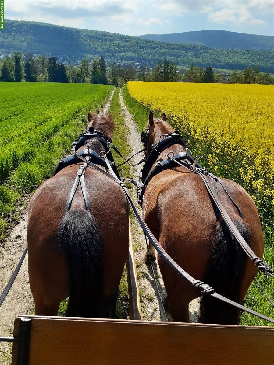 Bild 2: Freiberger Wallach: Fahrpferd, Beistellpferd / ans Futter